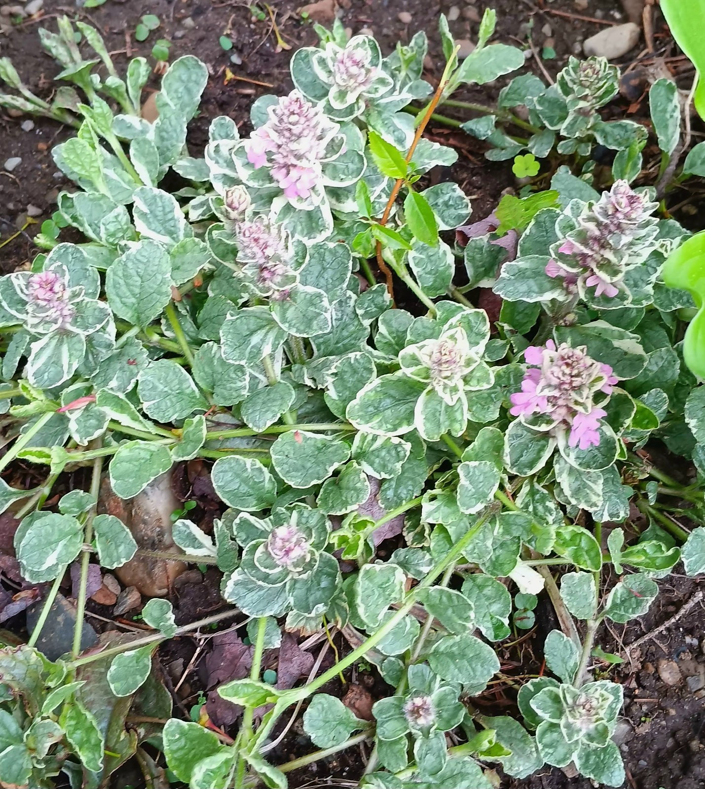 6 Ajuga Reptans Plants Burgundy Glow pink flowers Spring Bloom Groundcover