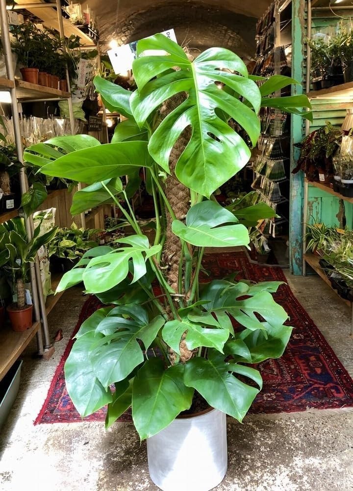 90PCS Fresh Monstera Plant Seeds, Rare Tropical Houseplant Seeds for Indoor &…