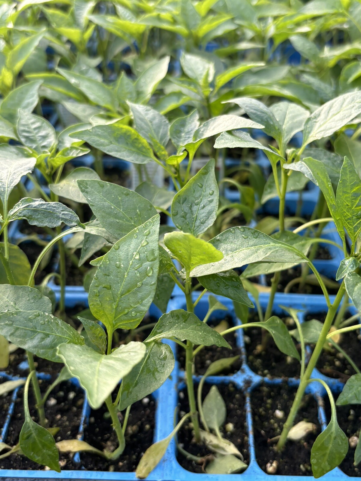 CAYENNE LONG SLIM RED CHILI LOT OF 3 Super Hot Pepper LIVE PLANTS 75 Days Old