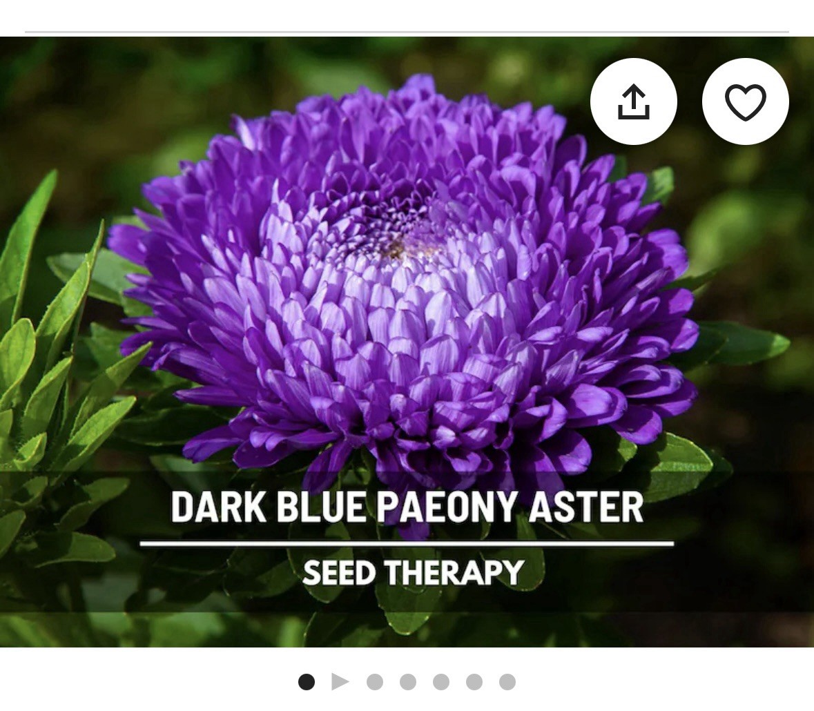 50+ Duchess Dark Blue Peony Aster Flower Seeds