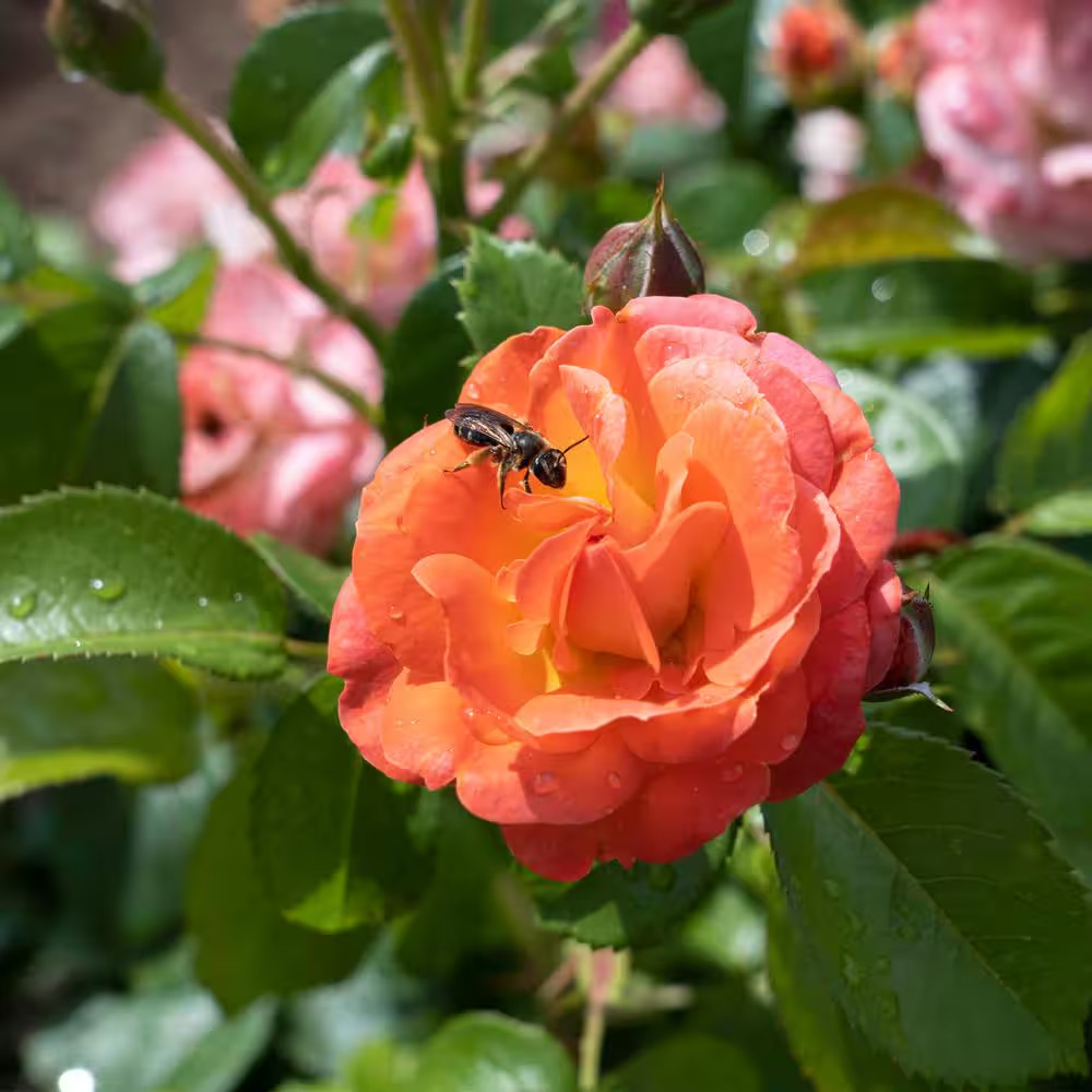 2 Gal. Orange Glow Knock Out Rose Bush with Orange Flowers