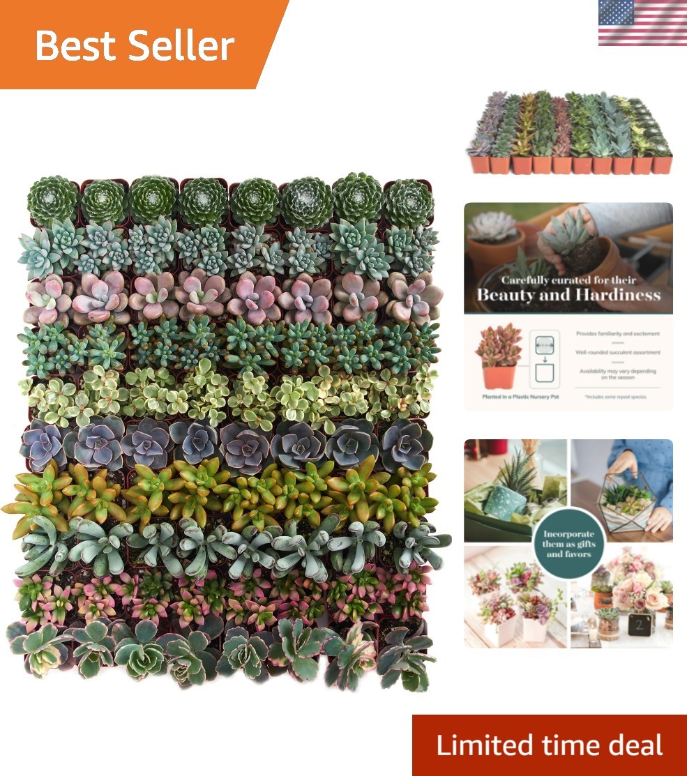Assorted Succulent Plant Pack Collection – Live Mini Succulent Plants, Low Ma…