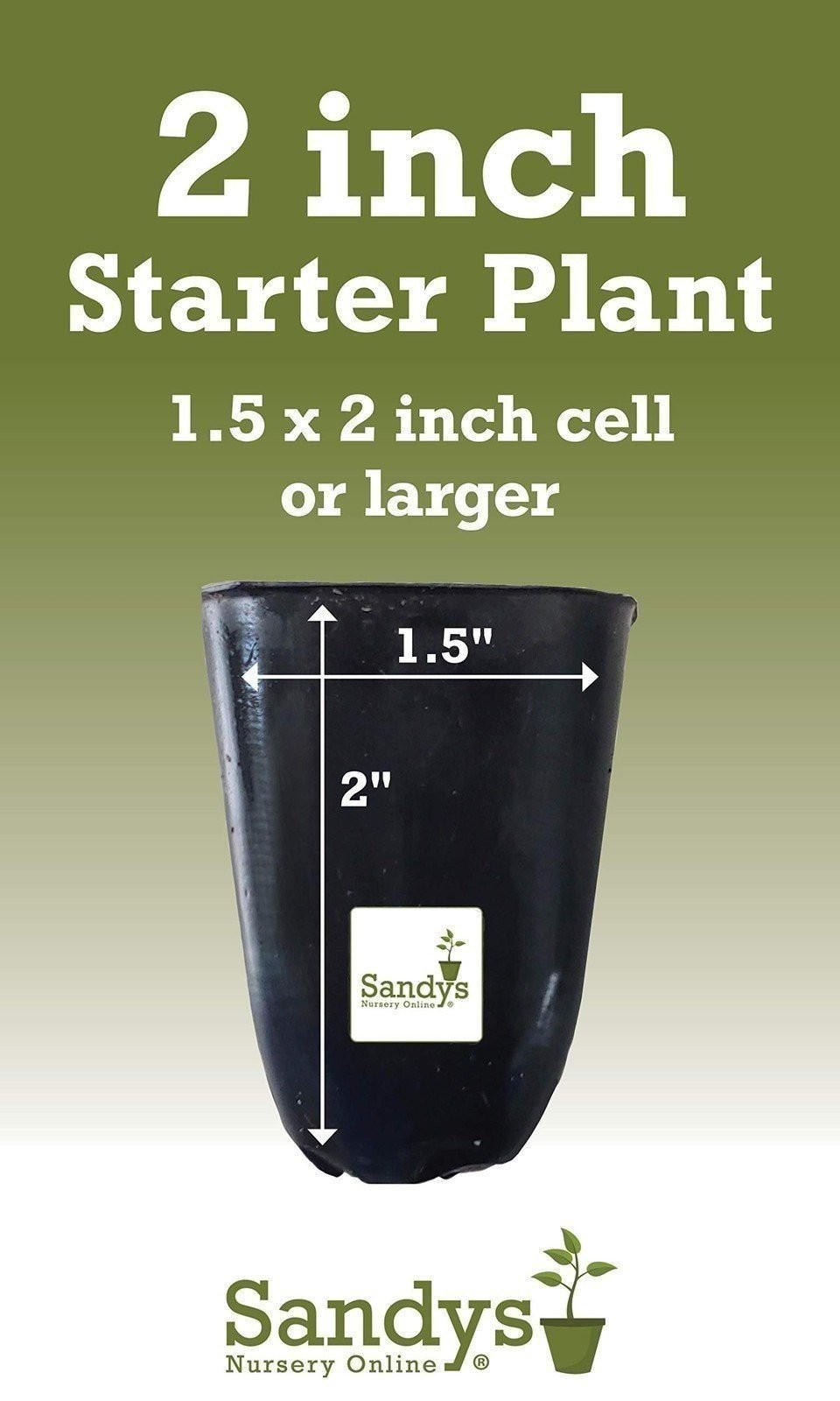 Hibiscus Cajun Color Live Plant BlackBerry Jam Starter Plant