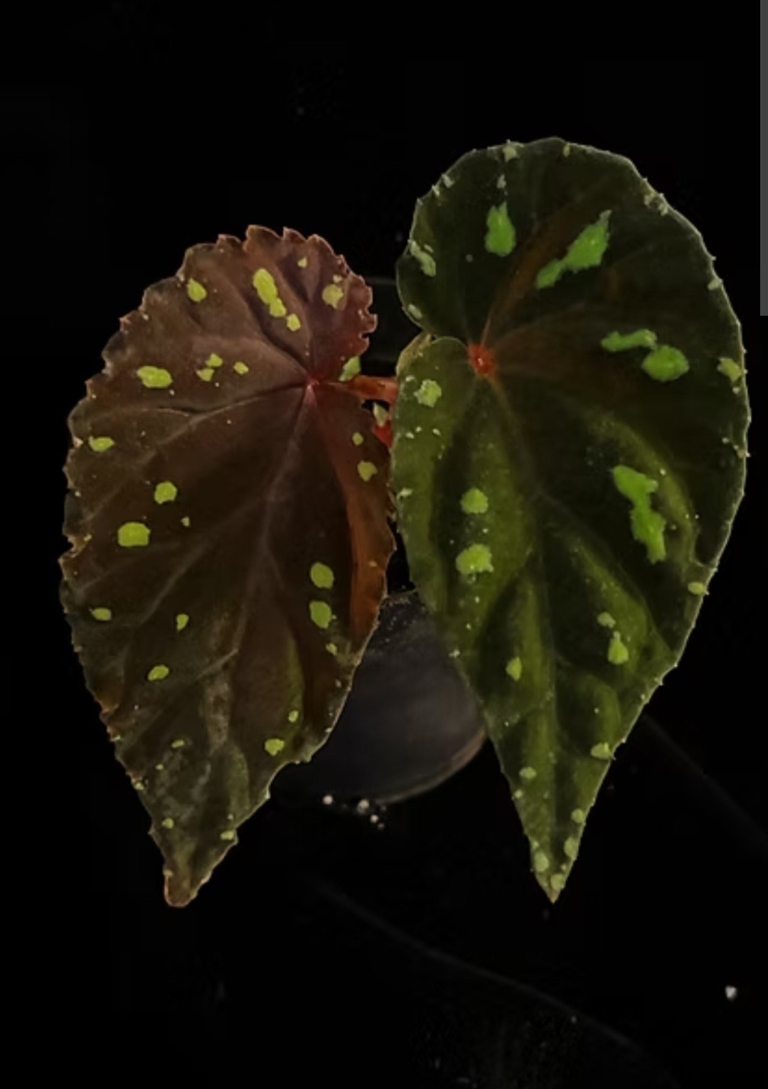 Begonia ATRICHA Live Plant, Rare Terrarium Tropical. Growers Choice