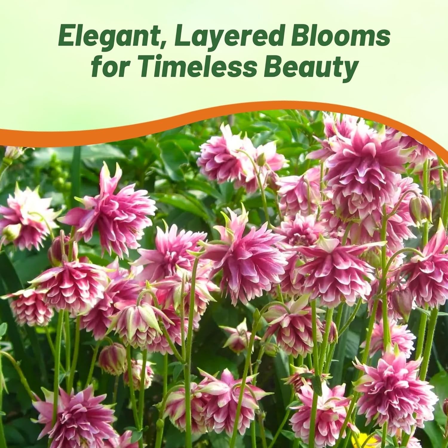 1000 Seeds Columbine Seed – Aquilegia Vulgaris Nora Barlow Flower Seeds