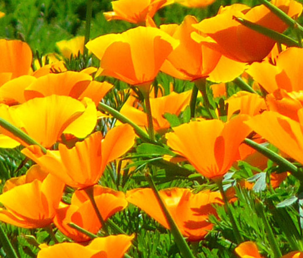 500+ Orange California Poppy Seeds Flower Garden Eschscholzia USA FREE SHIPPING