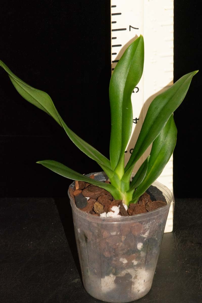 Vandaenopsis Summer Stars (Neofinetia falcata x Sedirea japonica)