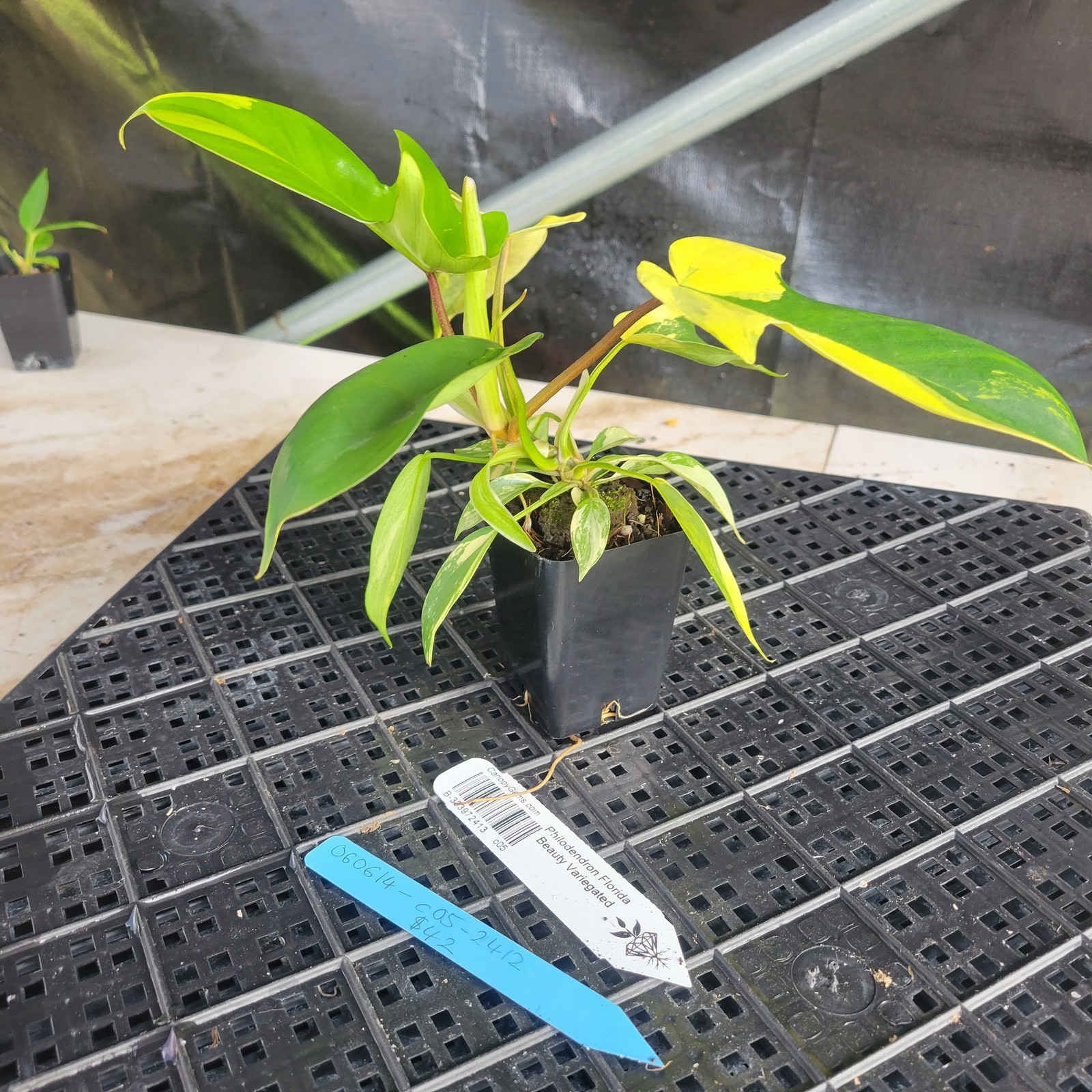 Philodendron Florida Beauty, Exact Plant Variegated Ships Nationwide