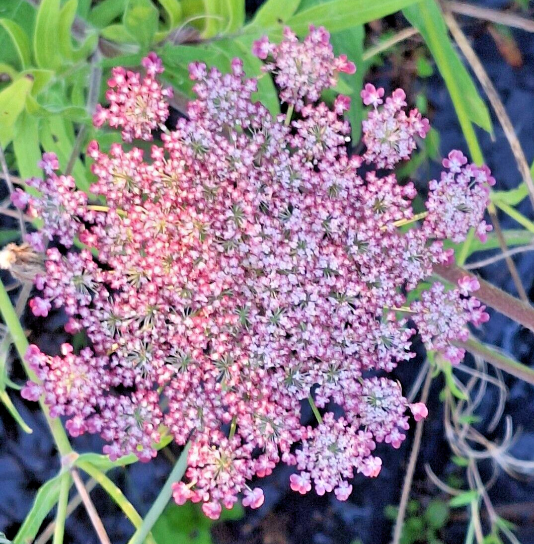 PURPLE AND PINK QUEEN ANNS LACE 100 SEEDS, DAUCUS CAROTA PURPURA