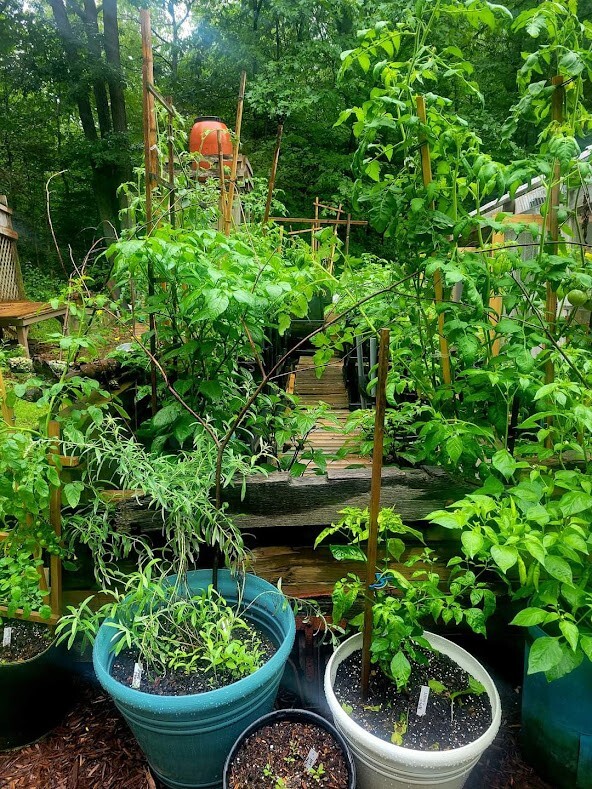 RED X Pepper Seeds Super Hot 1,000,000+ Scoville SHU Unique Creek