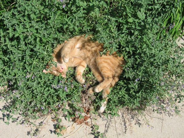 Nepeta cataria | Catnip | Catmint | Catswort | 50 Seeds