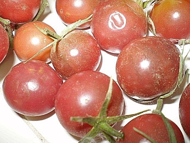 Light Blue Cherry heirloom tomato seeds non-gmo DIFFERENT UNIQUE STRAIN
