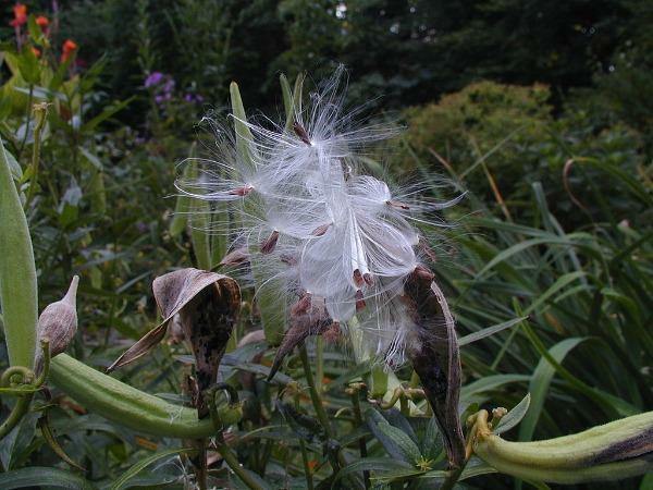 Asclepias tuberosa | Orange Milkweed | 150 Seeds