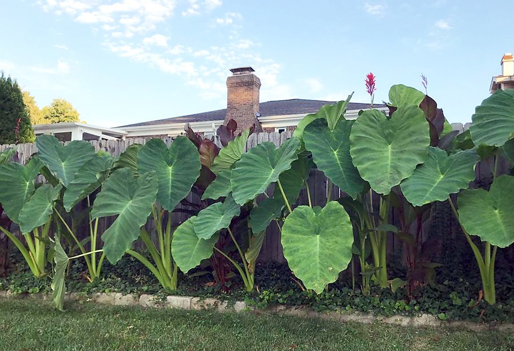 5-Pack * Elephant Ear Bulbs * Grow a Tropical Garden! – FREE SHIPPING –