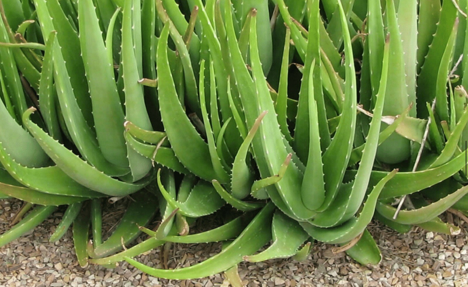 Aloe Vera Leaf 4 Ounces Cutting Medicinal