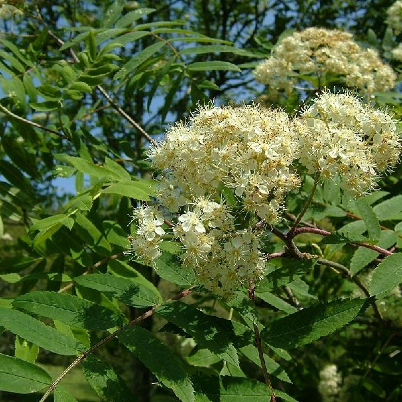 EUROPEAN MOUNTAIN ASH Sorbus Aucuparia 20,50 SEEDS