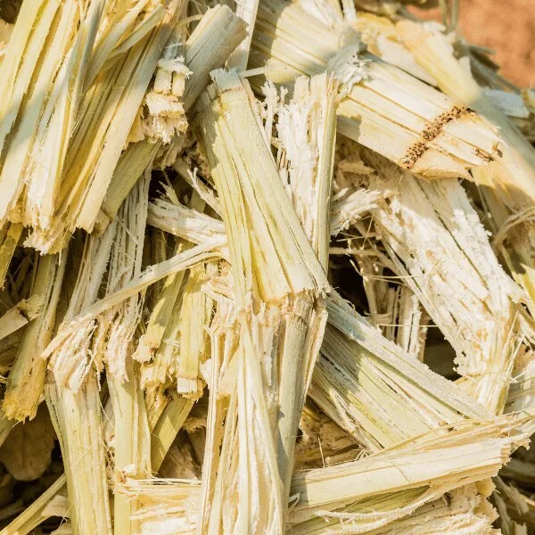 SUGARCANE BAGASSE