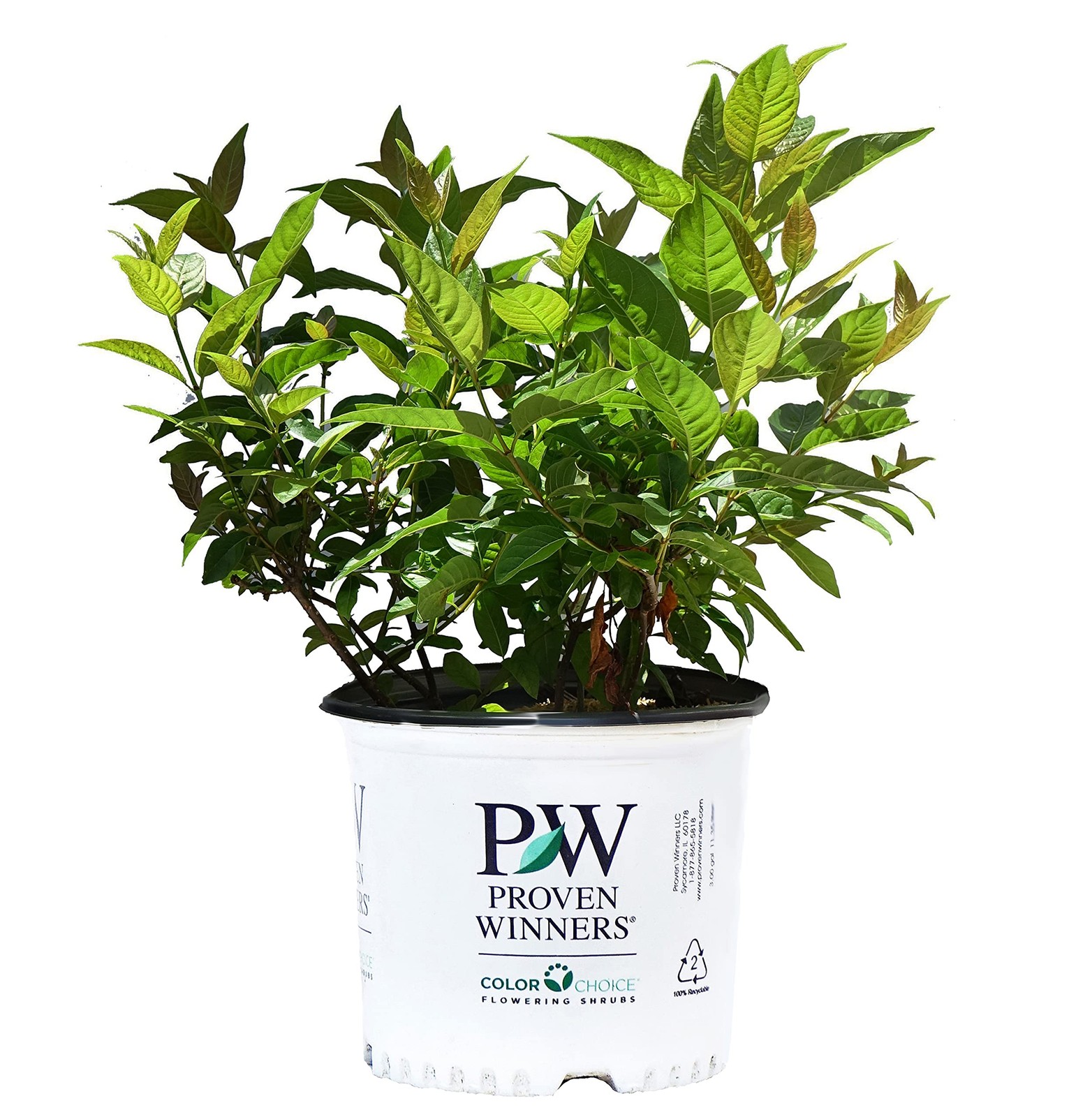 Green Promise Farms Proven Winners – Cephalanthus Occidentalis Sugar Shack