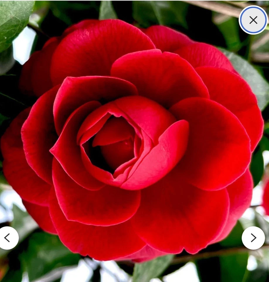 Black Tie~~Camellia Japonica–Live STARTER Plant–VERY UNIQUE BLOOMS!