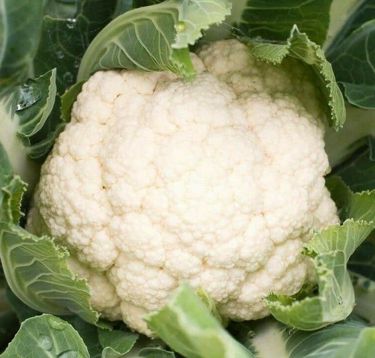 CAULIFLOWER SEEDS 300+ SELF BLANCHE vegetable GARDEN cool weather FREE SHIPPING