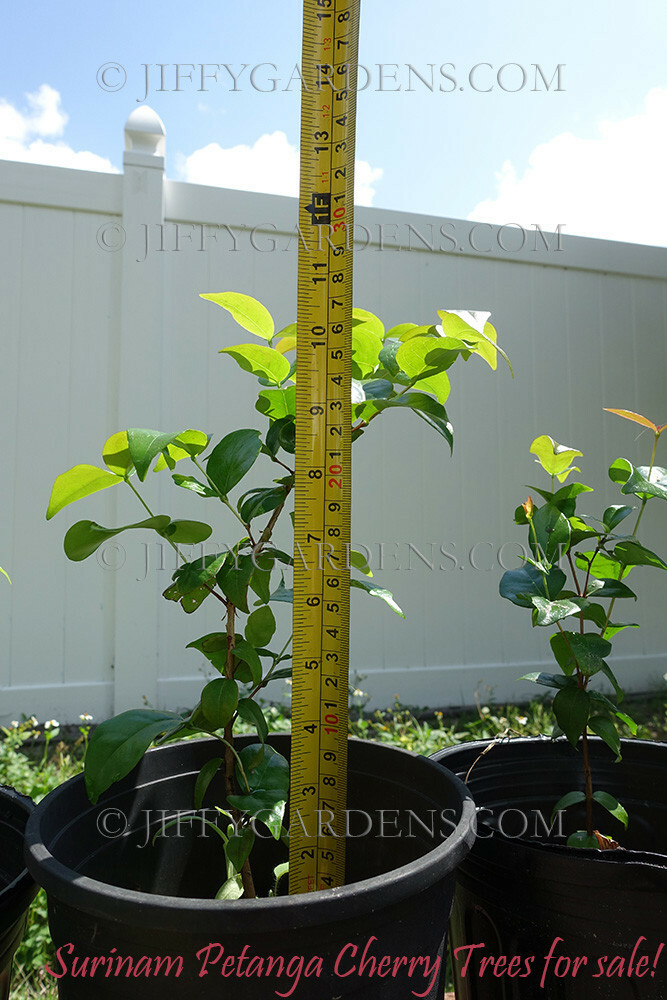 Pitanga Surinam Cherry Tree Live-ONE! DARK Crimson 8″-12″ Eugenia e uniflora USA