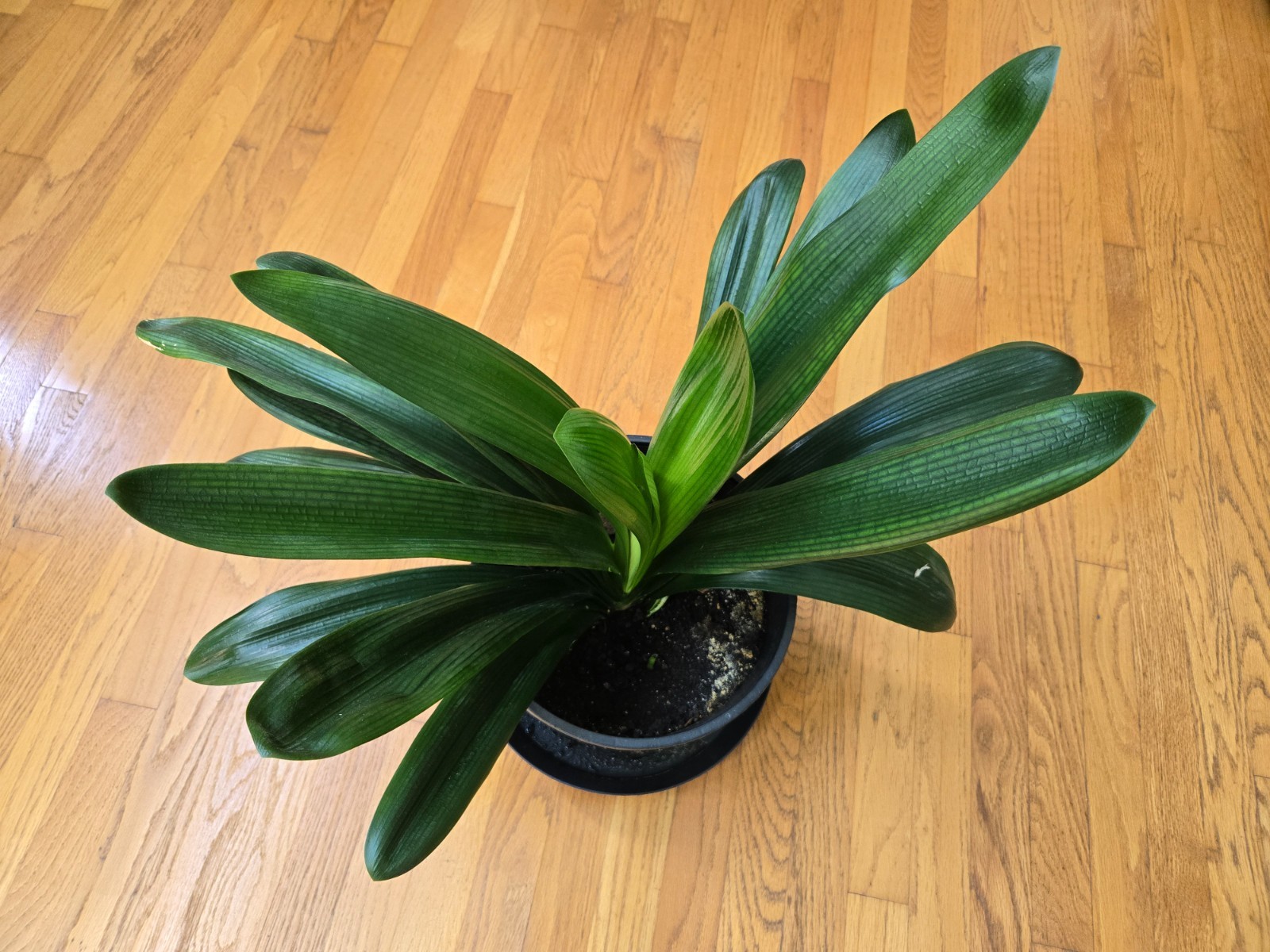 1 Mature Flowering Clivia Miniata Plant, Orange Flowers, Bare Root, No Pot