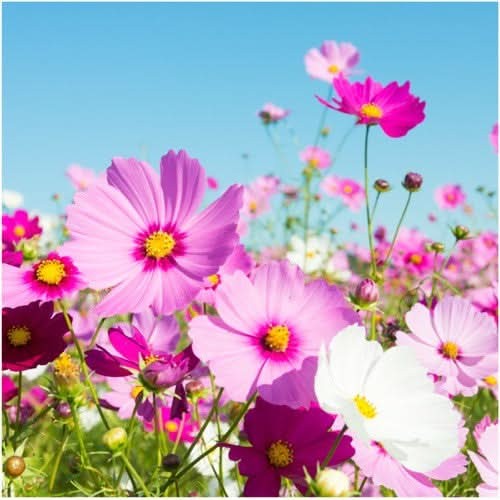 Sensation Mixed Cosmos Seeds For Planting (Cosmos bipinnatus)
