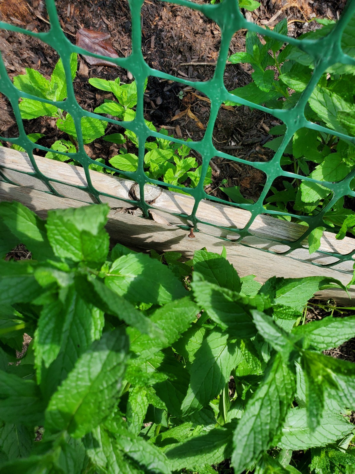 Mojito mint live plant roots
