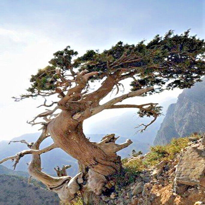 20 Bristlecone Pine Seeds (Pinus aristata) “OLDEST Living Tree in the WORLD!”