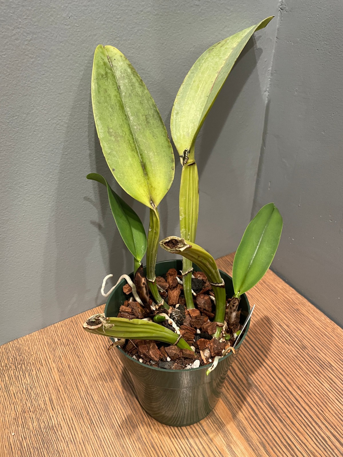 C. Joyce Hannington `Shore Orchid Growers’ Original Division Cattleya Plant