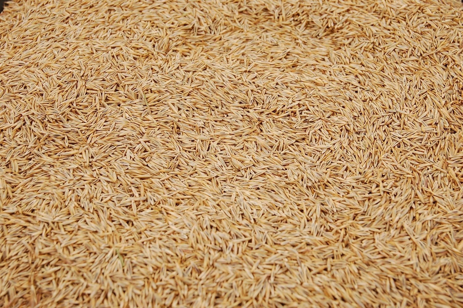 Fine Fescue Seed 10lb – Weed Free, Disease Resistant