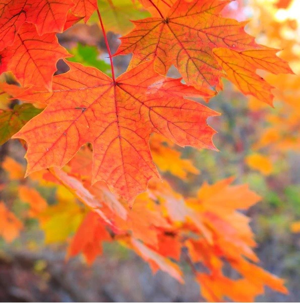 Live Sugar Maple Tree Fully Rooted Plant Acer saccharum 1-4 yo 8-40″+ tall
