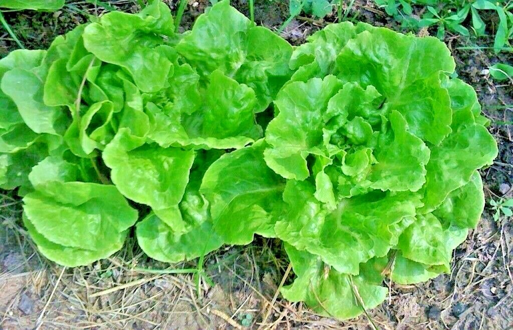600+LITTLE GEM BUTTERHEAD Seed Leaf Lettuce Organic Spring Fall Garden Container