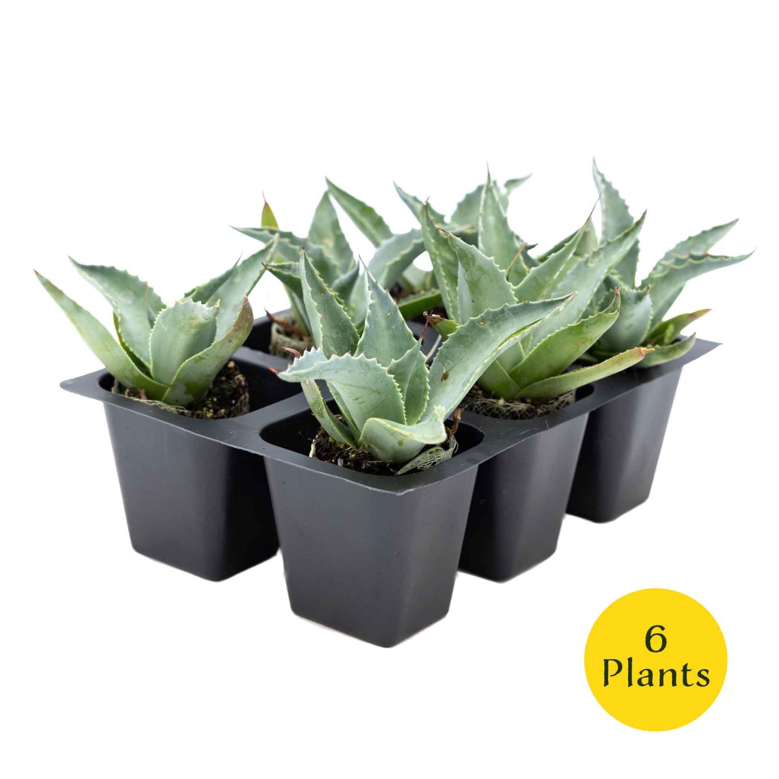 2 Whale’s Tongue Agave Succulent Plants in Nursery Cubes (Agave ovatifolia)