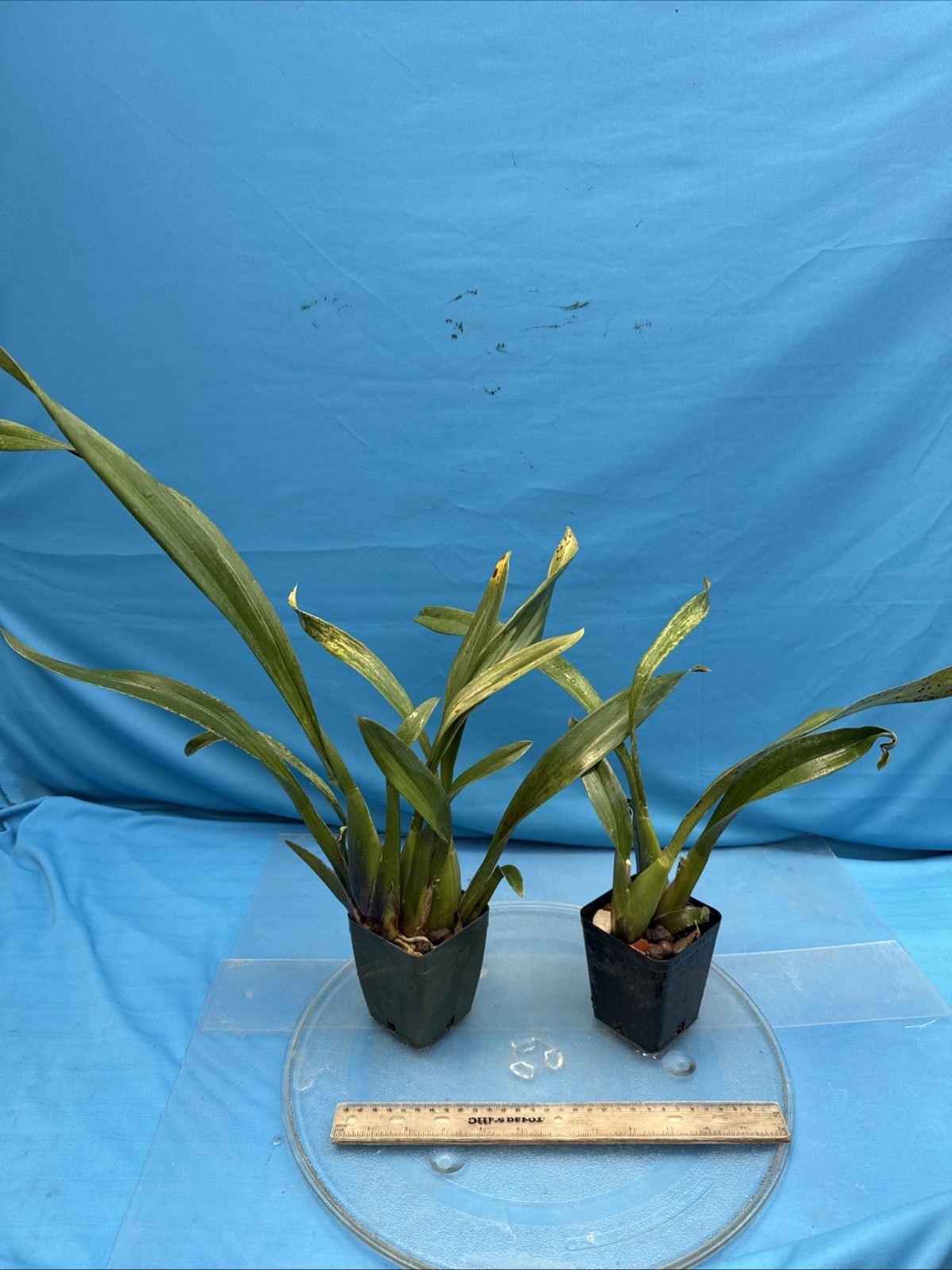 Brassada Memoria Bert Fields BS New Division Orange Spotted Orchid Hybrid 4” Pot