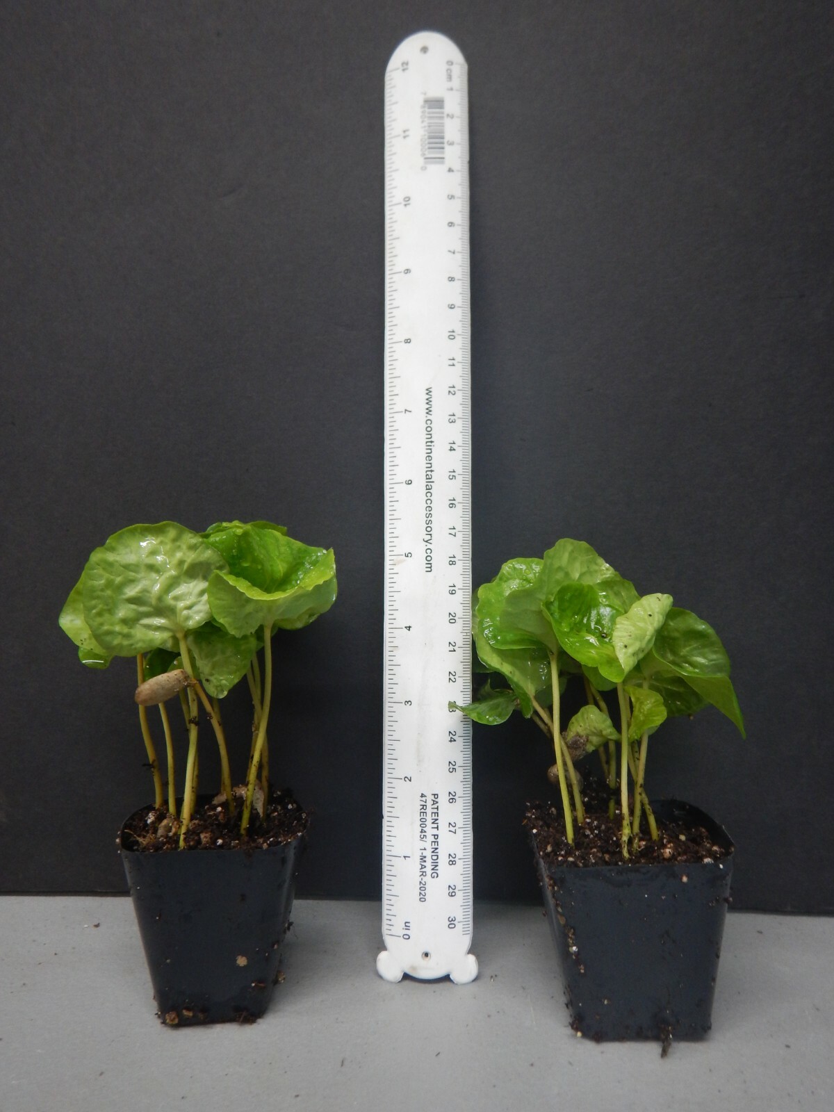 ~~ARABICA COFFEE BEAN~~Rooted Starter Plant~~Brew Your Own Coffee!~~GREAT GIFT!