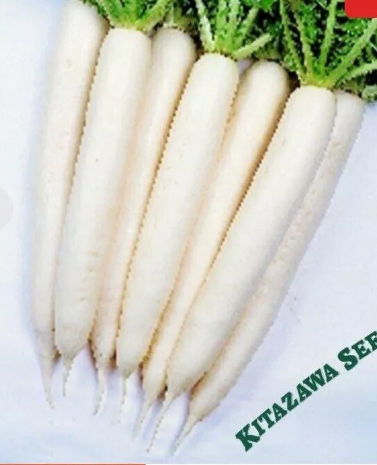Daikon Radish Seeds 2000+ Japanese Minowase Vegetable NON-GMO USA FREE SHIPPING