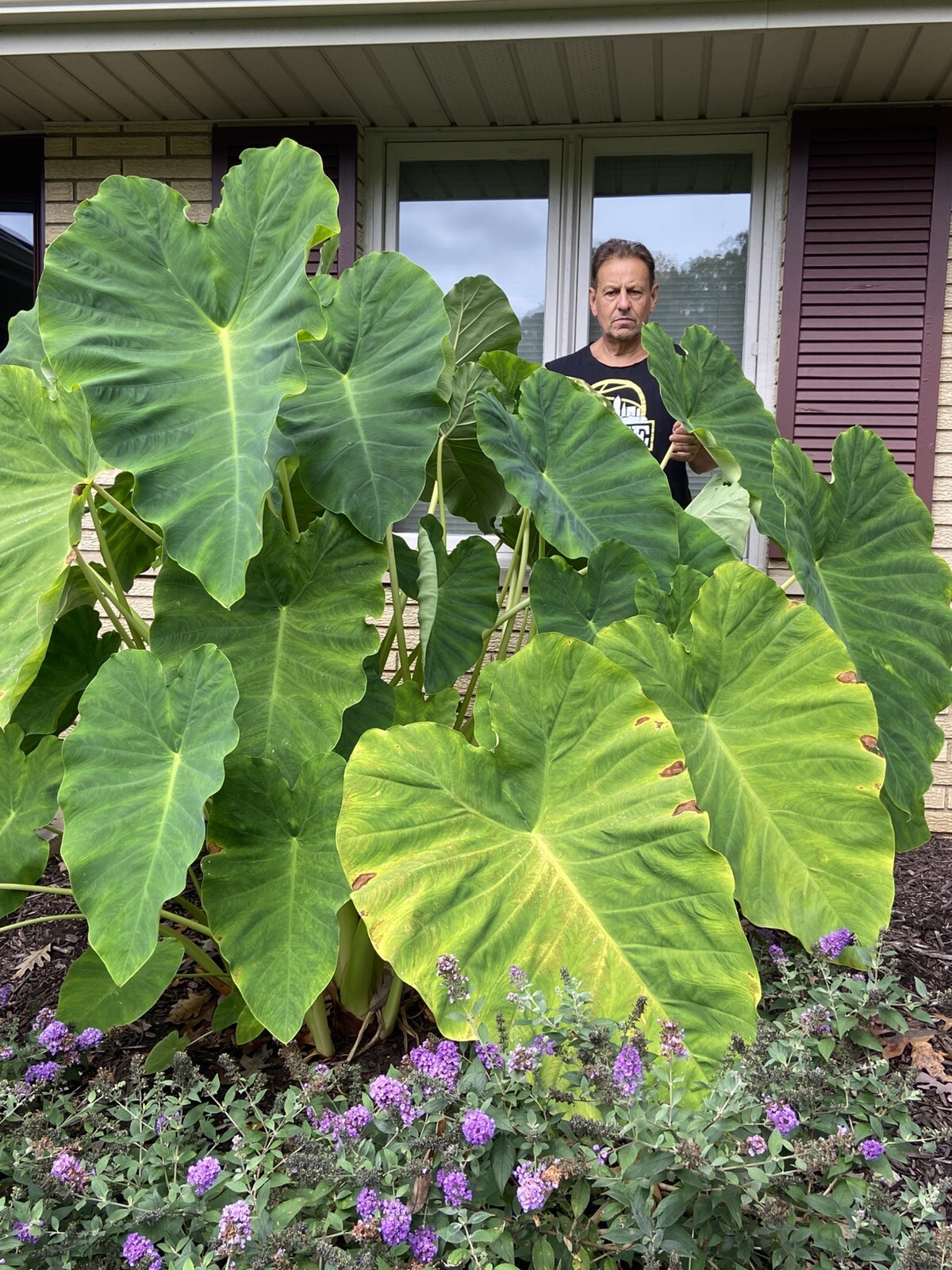 3 MEDIUM size Elephant Ear Bulbs….SPRING SALE!