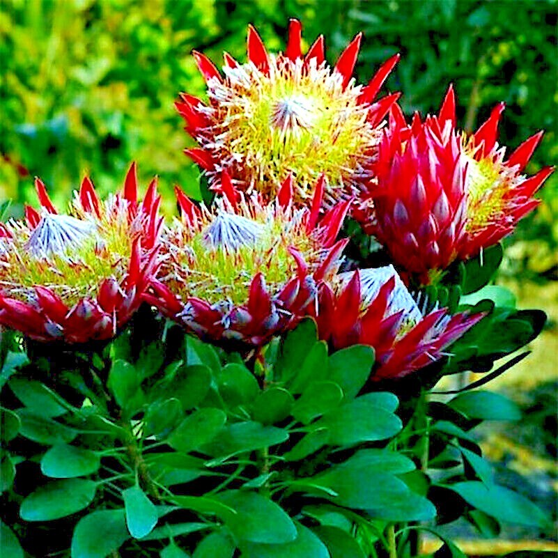 5 KING PROTEA CYNAROIDES SEEDS *GIANT 12″ FLOWERS* Rare Exotic Garden Plant
