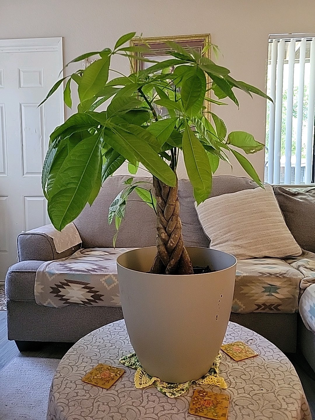 3ft Braided Trunk Money Tree (Pachira aquatica) Potted In Beige Pot