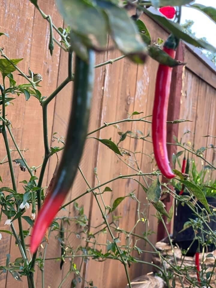 110 Seeds Hot Cayenne Pepper Seeds Organic | New Seeds , US Grown