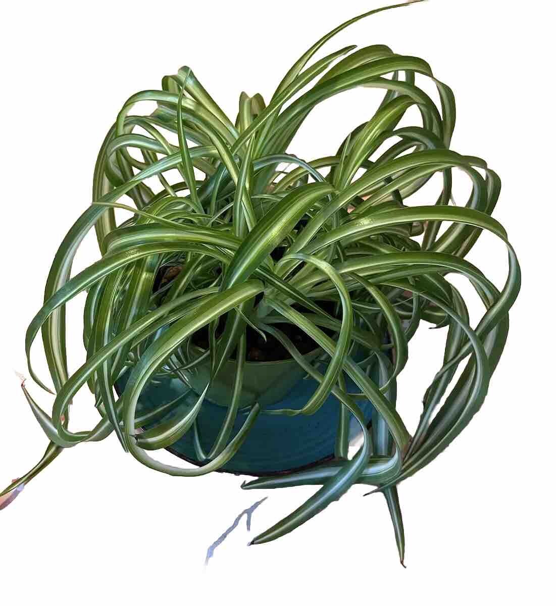 Bonnie Curly Spider ‘Chlorophytum Comosum” live Plant in 6 inch Pot w/ Soil