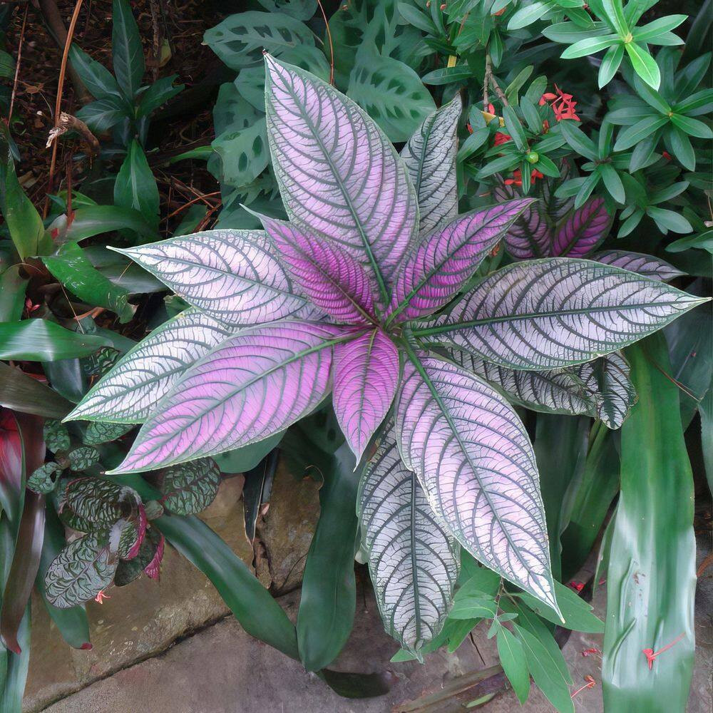 4 In. Persian Shield Purple Bloom Strobilanthes Plant (16-Pack)