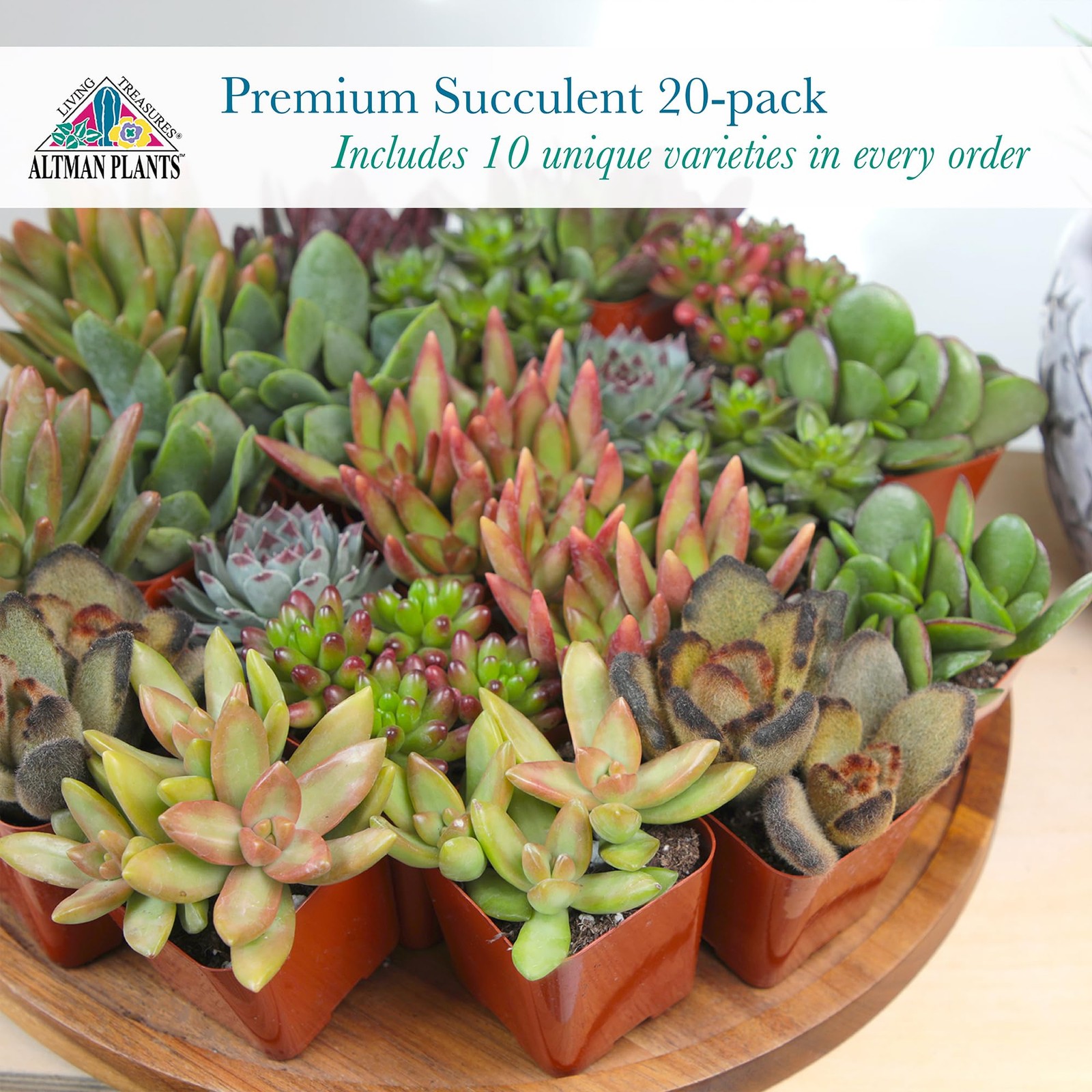 , Live Succulent Plants (20 Pack) Assorted Potted Succulents Plants Live Hous…