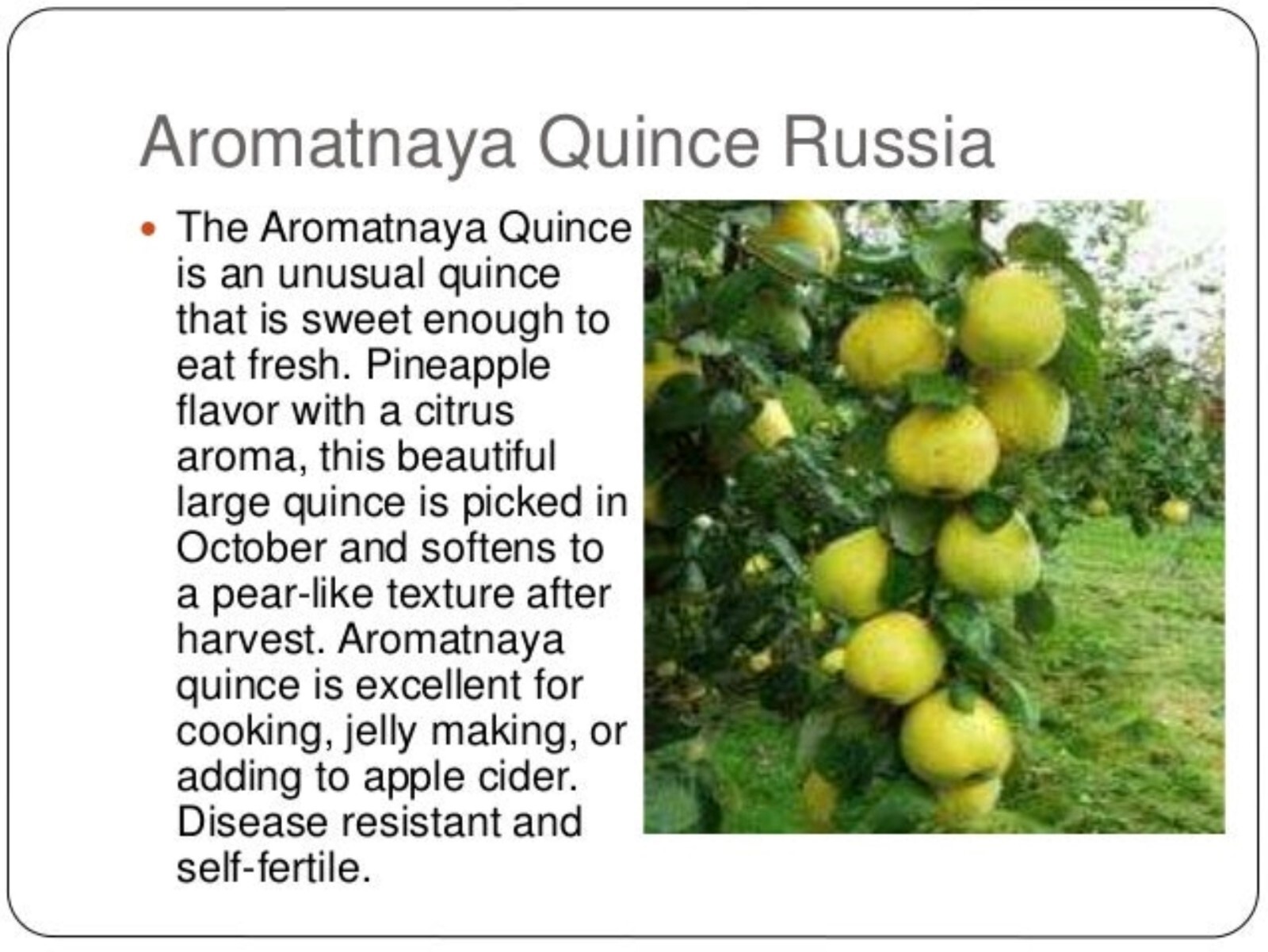 Aromatnaya Quince 4-5 ft tall. Not for HI, CA, AK