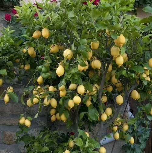 Live Fruit Tree Lemon Eureka Growers Choice Starter Seedling 4-6 Inches