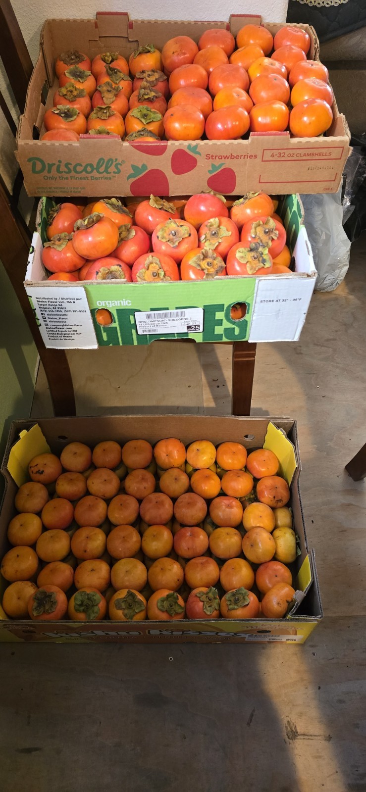 8 FRESHLY CUT ORGANIC THICK UNROOTED CUTTINGS FUYU Persimmon (8 pcs 4 – 7″)