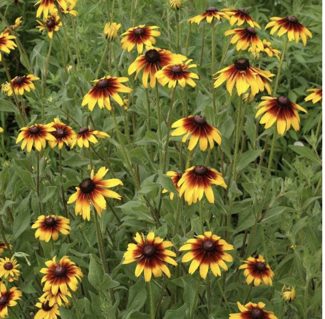 BLACK-EYED SUSAN 25 FRESH FLOWER SEEDS FREE USA SHIPPING