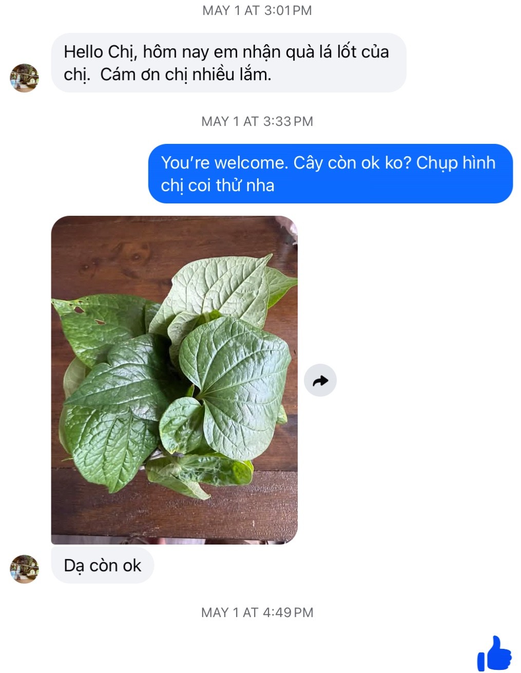 8”-12” Vietnamese Root Natural Betel ( Lá Lốt ) 10 Live Plants In The Pot