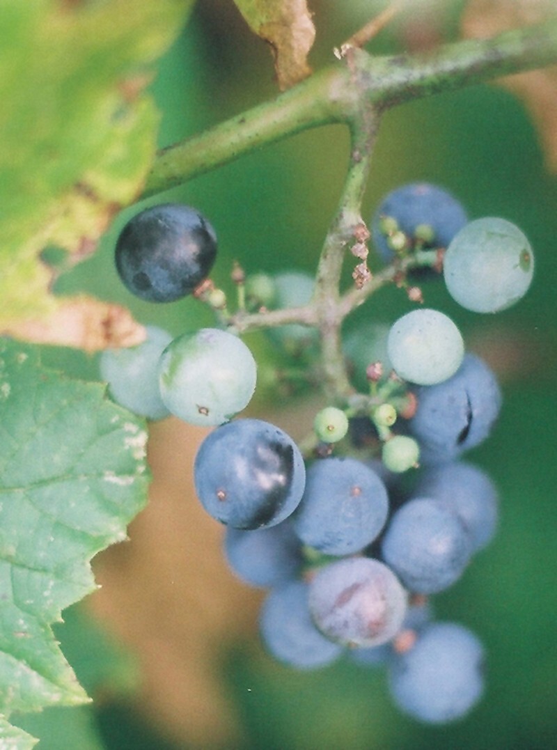 Riverbank Grape (Vitis riparia), 20 seeds